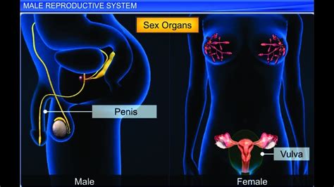 Human Reproduction Process Animation