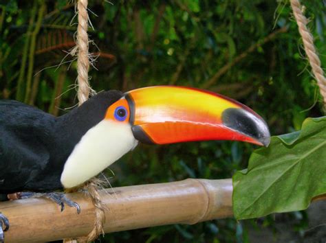 Free stock photos - Rgbstock - Free stock images | Toucan - You looking ...