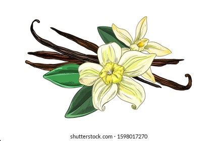 1,716件の「Vanilla bean drawing」の画像、写真素材、ベクター画像 | Shutterstock