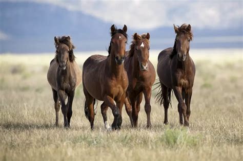 The Five Most Famous Horses in Wyoming History