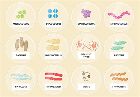 Vector Petri Dishes Bacteria - Download Free Vector Art, Stock Graphics ...