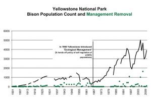 Yellowstone bison-management and population trends | Cascadia Wildlands