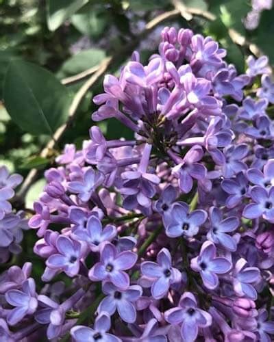 15 Dwarf Lilac Varieties For Small Gardens – World of Garden Plants