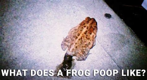 What Does Frog Poop Look Like? [Secret Frog Poop Facts]