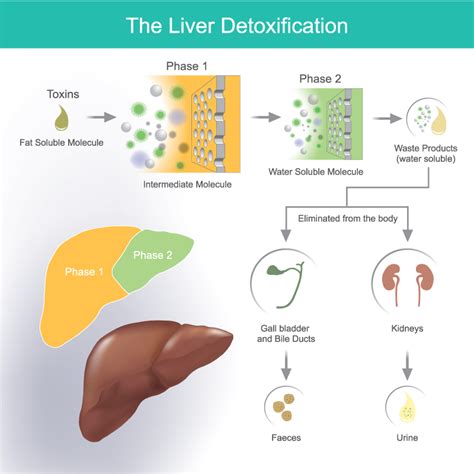 Liver Detoxification Strategies – Golden Wellness Center