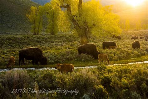 early sunrise over the bison herd in the Lamar Valley, Yellowstone ...