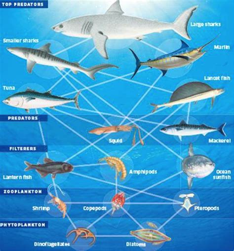 Marine Ecosystem Food Web With Trophic Levels