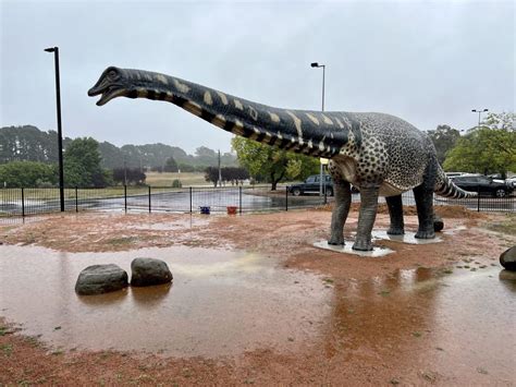 Meet ‘Cooper’: Australia’s biggest dinosaur joins collection at national museum | Riotact