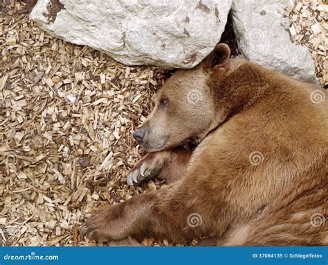 Bear Hibernation Cave Stock Photos - Free & Royalty-Free Stock Photos ...