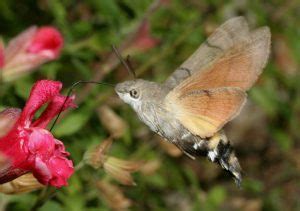 Hummingbird Hawk-moth Facts, Range, Habitat, Behavior, Pictures