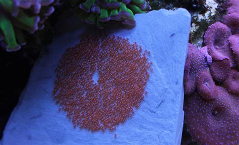 Clownfish Breeding | Saltwaterfish.com Forums for Fish Lovers!