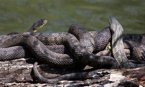 38 Snakes in Missouri (5 are Venomous!) - IMP WORLD