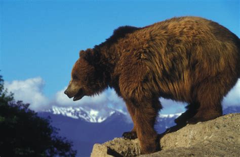 Public Domain Picture | A grizzly bear on a rock | ID: 13478242825350 ...