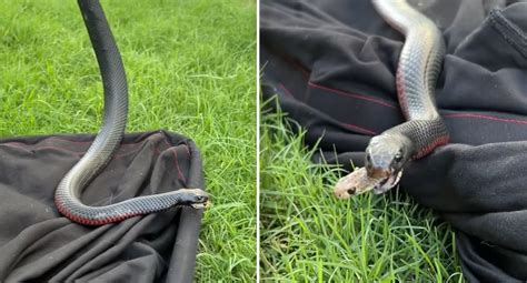 Incredible moment another snake emerges from mouth of red-bellied black snake