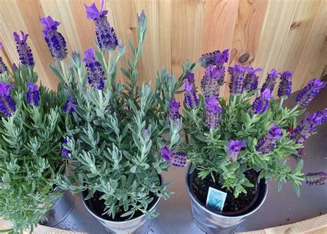 Growing Lavender - Learn How to Plant, Grow & Care for Lavender Plants ...