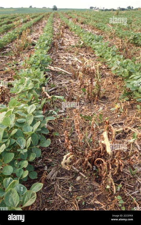 Roundup ready soybeans hi-res stock photography and images - Alamy