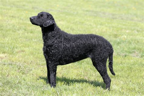 Curly-Coated Retriever Charakter, Haltung & Pflege | Rassebeschreibung