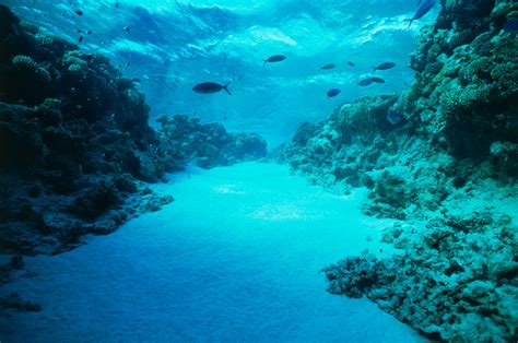 What Does The Bottom Of Ocean Floor Look Like | Viewfloor.co