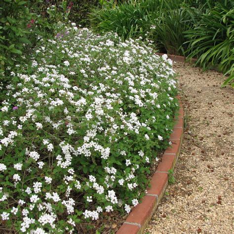 Lantana montevidensis 'Trailing White'