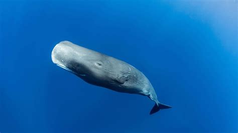 Watch A 'Moby-Dick' Sperm Whale Battle And Devour A Giant Squid - A-Z ...