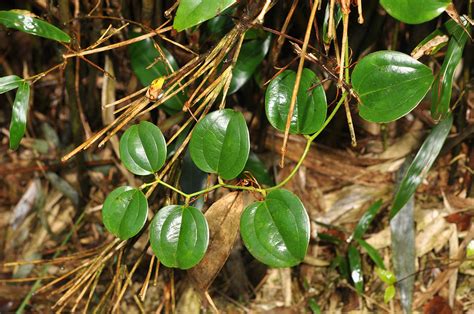 Smilax chinensis (Smilacaceae) image 140276 at PhytoImages.siu.edu