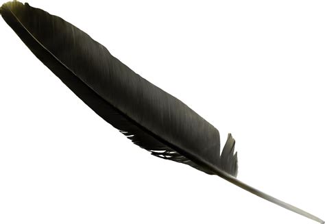 Feather Black Clip art - Black Feather png download - 1330*919 - Free ...