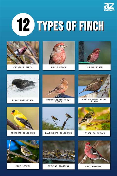 12 Types of Finch Birds with Pictures - A-Z Animals