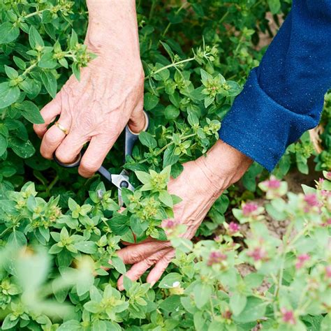 5 Best Garden Scissors of 2024 | Family Handyman