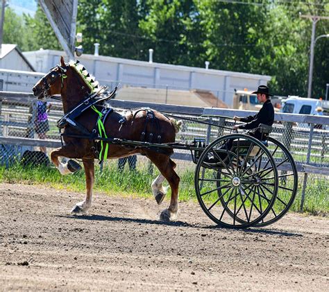 Draft horse show set to take place in Rigby this weekend - East Idaho News