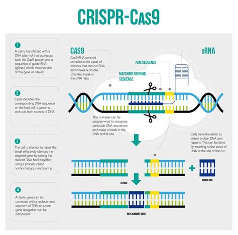 Image result for crispr cas9 diagram