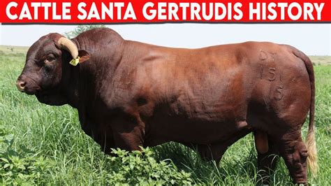 Santa Gertrudis Show Cattle