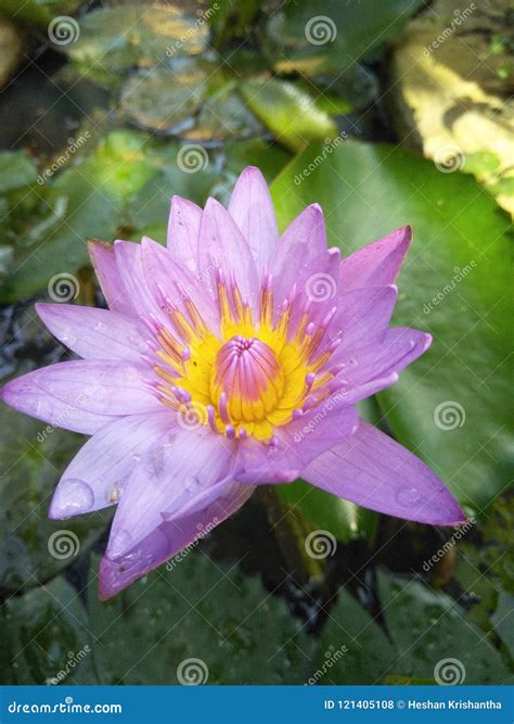 Water lily in sri lanka stock photo. Image of lanka - 121405108