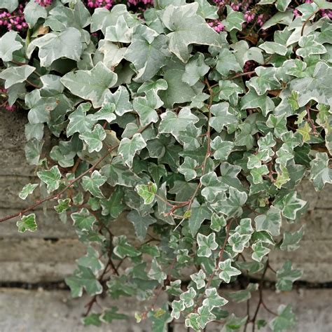 Ivy (Hedera helix) as an indoor plant or balcony plant