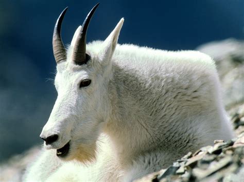 Mountain Goat Montana - Goats Wallpaper