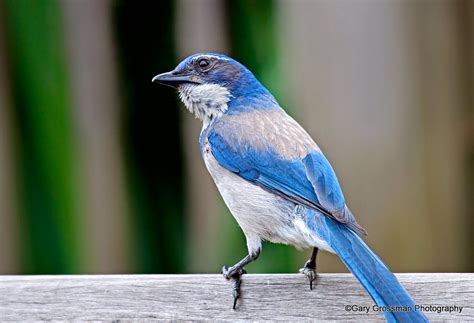 Western Scrub Jay | The “blue jay” of dry Western lowlands, … | Flickr