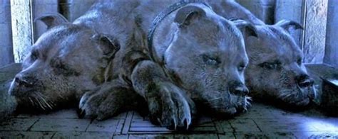 Theory about Cerberus and Fluffy | Harry Potter Amino