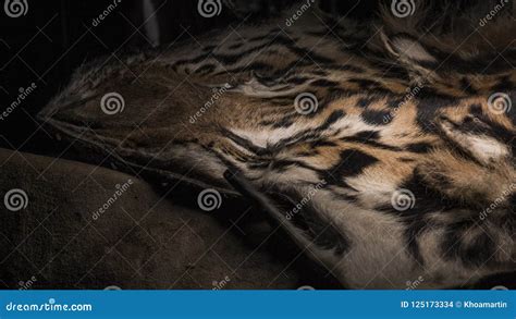 Tiger Skin Details Close Up Stock Photo - Image of plant, animal: 125173334