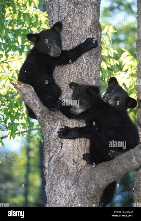 Black Bear Cubs in tree near Canadian Border summer portrait Stock ...