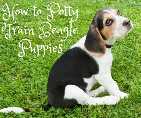 Potty Training a Beagle Puppy: A Comprehensive Guide – Ask Pet Guru