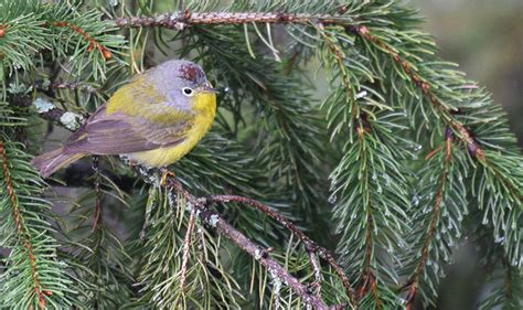 Spring Migration Highlights from the Center - Schlitz Audubon