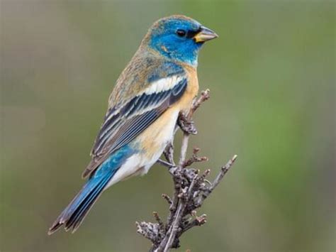 Lazuli Bunting Female