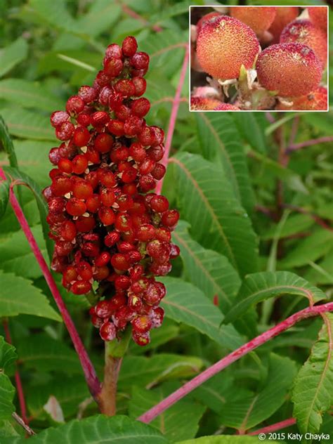 Rhus glabra (Smooth Sumac): Minnesota Wildflowers