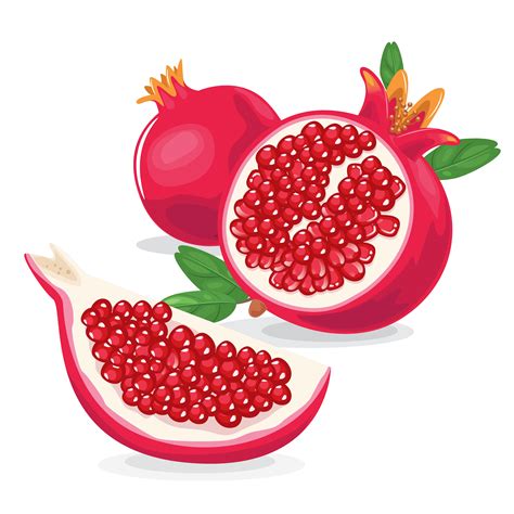 Fresh Pomegranate fruit illustration 679121 Vector Art at Vecteezy