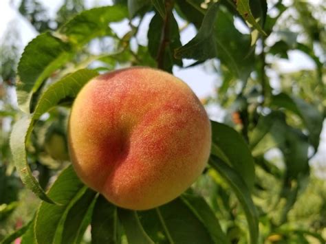 Pin on Georgia Peach Orchard