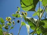 Helianthus annuus (Sunflower)