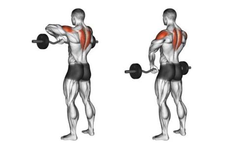 upright-barbell-row – Fitness Workouts & Exercises