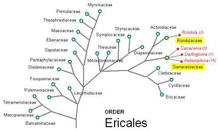 Order Ericales | Classification, Map, Map screenshot