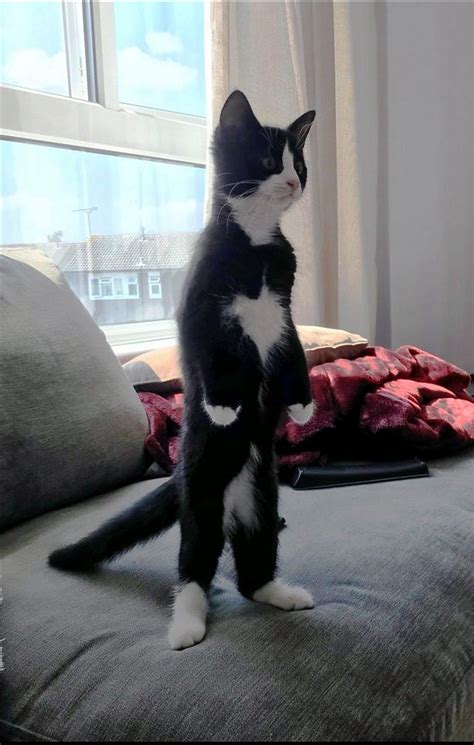 Cat. : r/CatsStandingUp