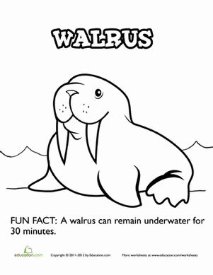 Walrus Coloring Page | Worksheet | Education.com Facts For Kids, Quotes ...