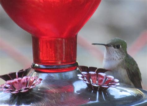 The Healthiest Hummingbird Nectar Recipe So They'll Come Back Next Year